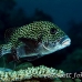 sweetlips_manyspotted_db_h_0705_png2229.jpg